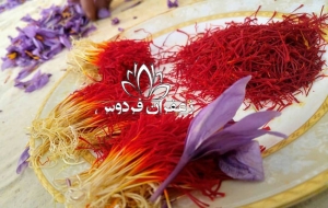 قیمت خرید زعفران عمده از کشاورز