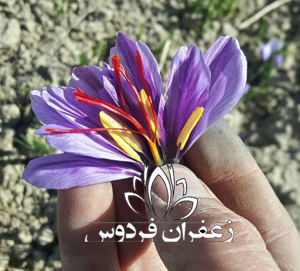 قیمت زعفران در بورس مشهد