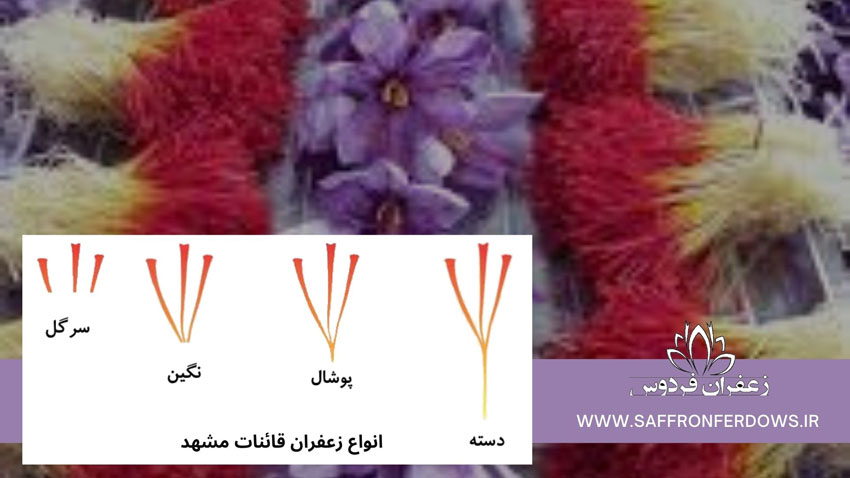 قیمت زعفران مشهد قائنات بسته‌بندی شده